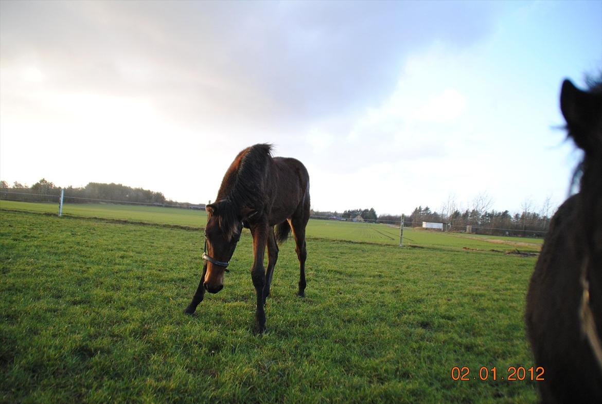 Dansk Varmblod Lobelia billede 9