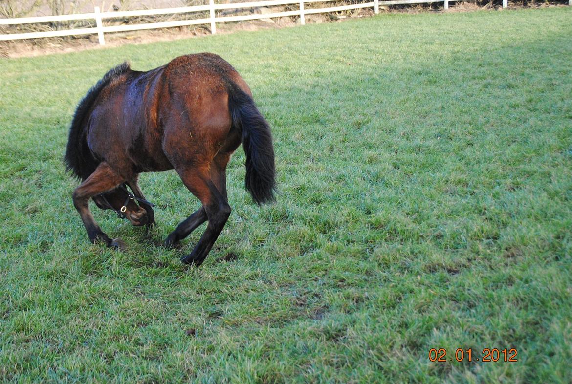 Dansk Varmblod Lobelia billede 10