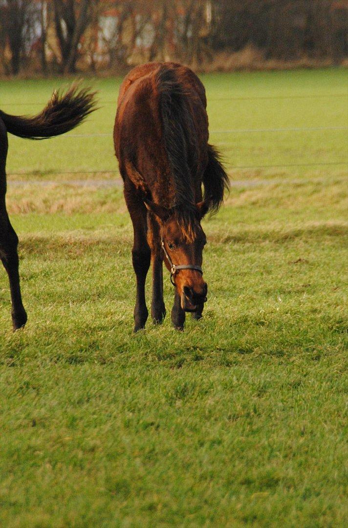 Dansk Varmblod Lobelia billede 11