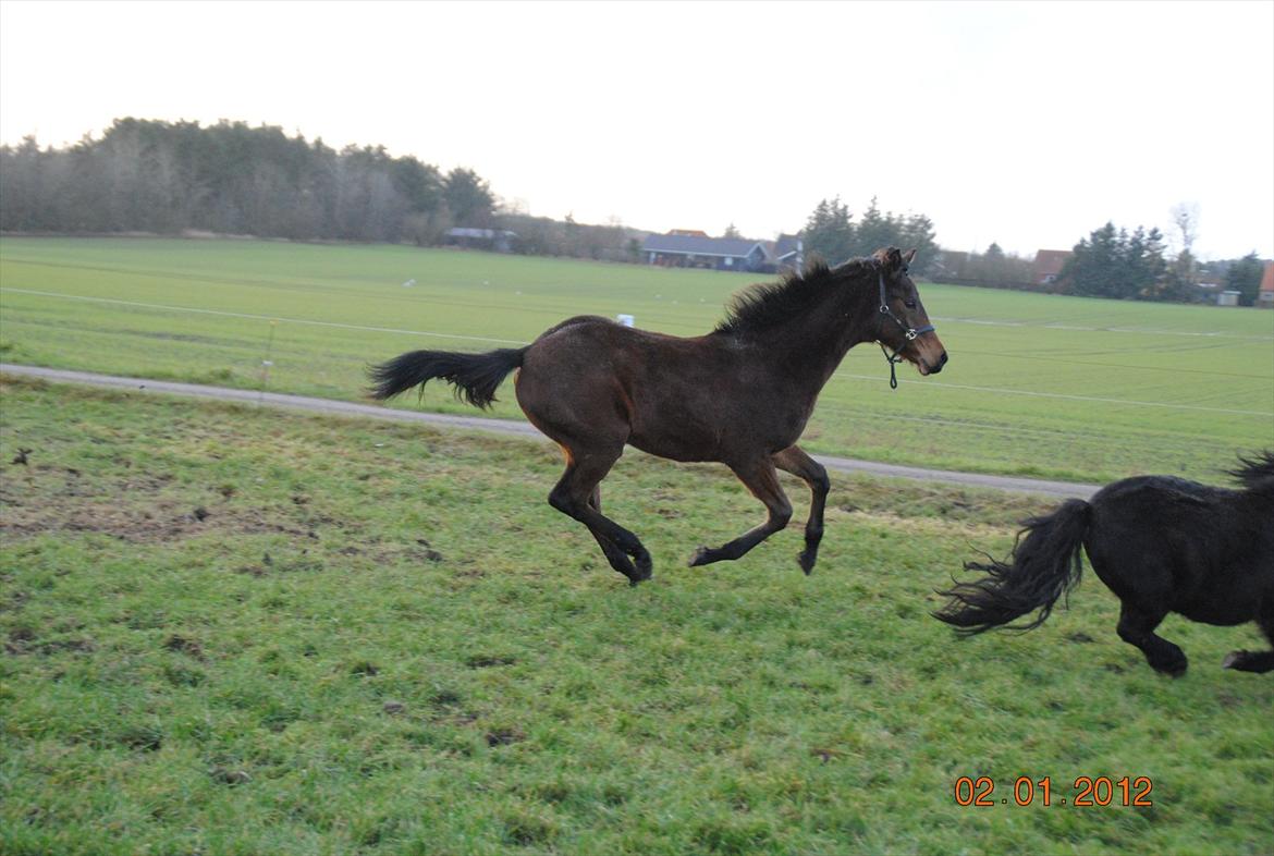 Dansk Varmblod Lobelia billede 12