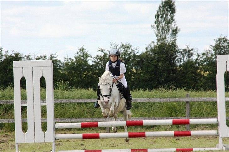 Welsh Pony (sec B) Ginie<3 - Foto: Berit Krintel 
 billede 14