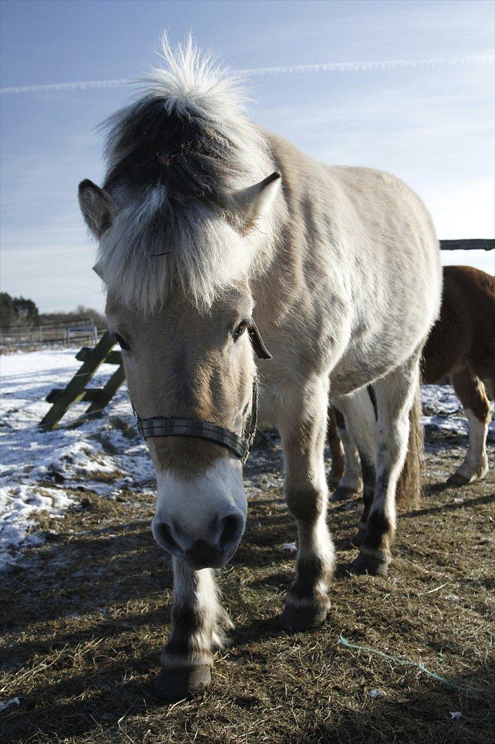 Fjordhest asterix  billede 2