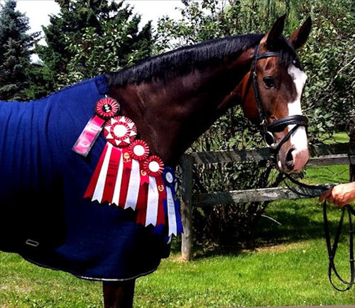 Dansk Varmblod Grønskovlund's Monet ( Call me happy ) Solgt til c billede 1