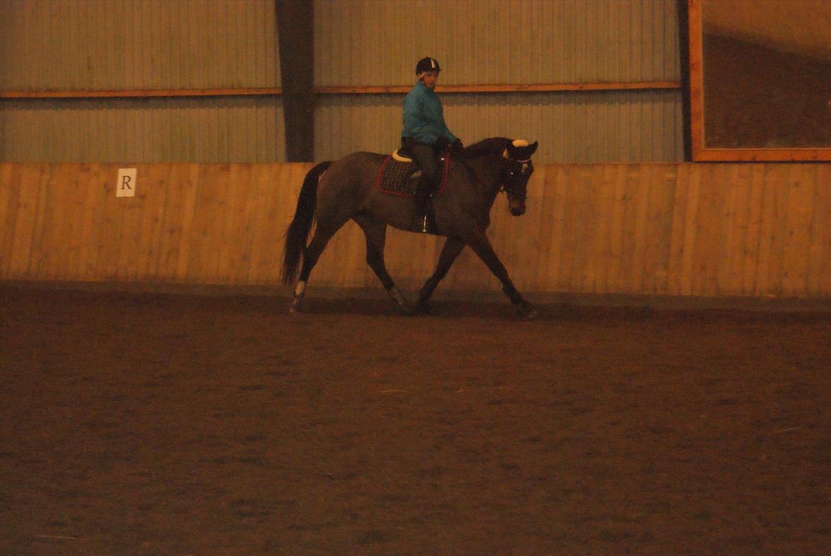 Dansk Varmblod Grankærs Come On ''PRINSESSEN''<3 - Det går frem ad vi kommet langt ;*<3 billede 3