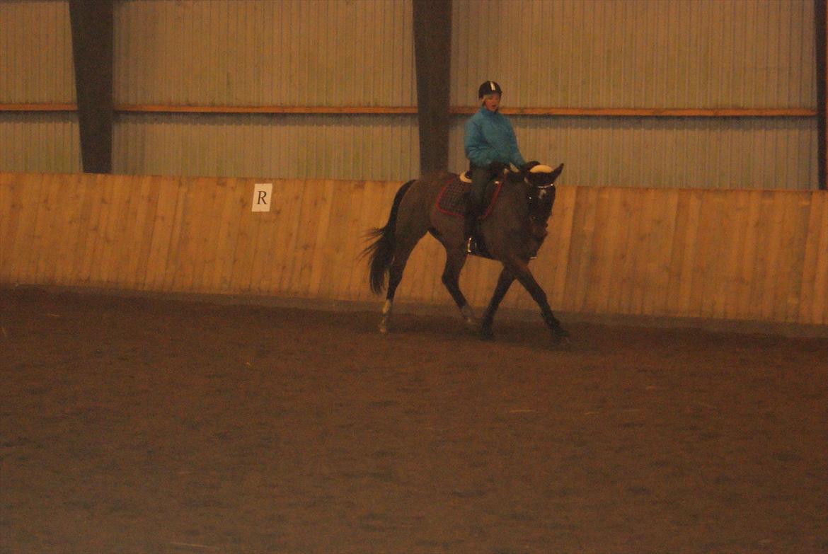 Dansk Varmblod Grankærs Come On ''PRINSESSEN''<3 - Du ubeskrivelig ;* billede 11