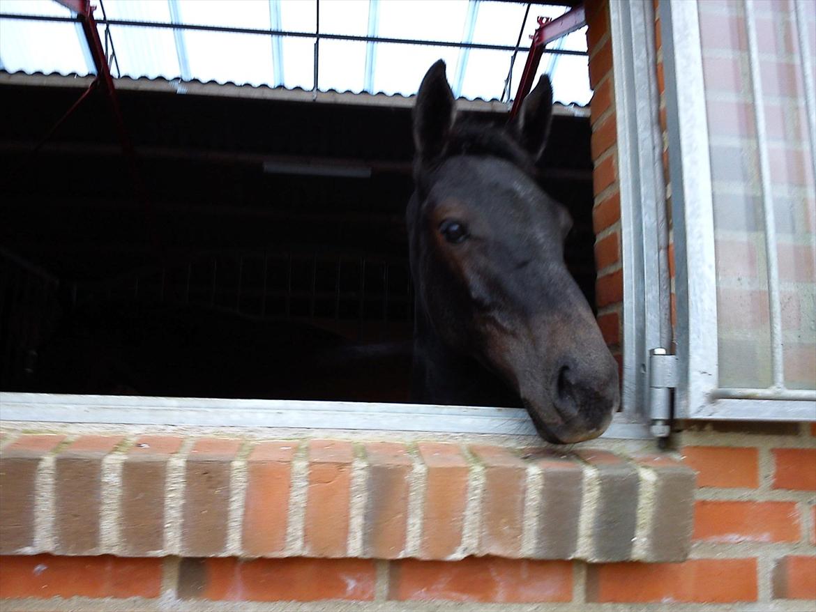 Dansk Varmblod Queen of cool lady BS - Velkommen til Queen of cool lads bs's profil;D billede 1