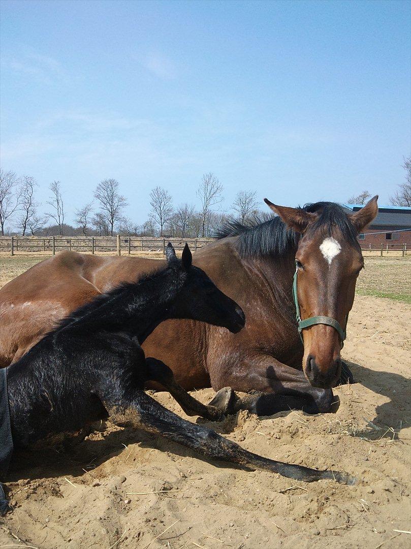 Dansk Varmblod Queen of cool lady BS - lige blevet født billede 5