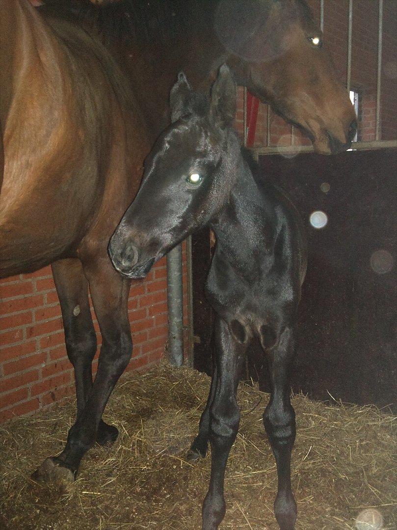 Dansk Varmblod Queen of cool lady BS - Søde<3 billede 8