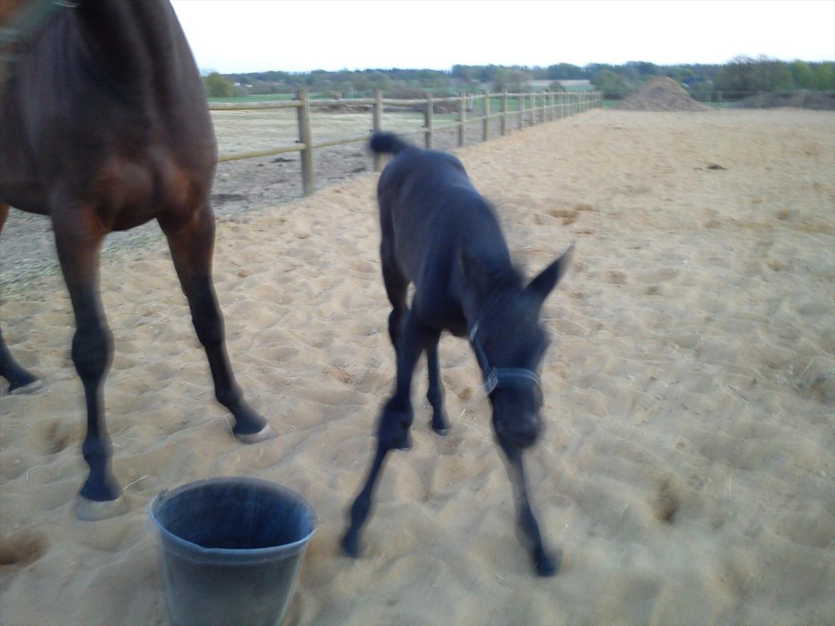 Dansk Varmblod Queen of cool lady BS billede 10