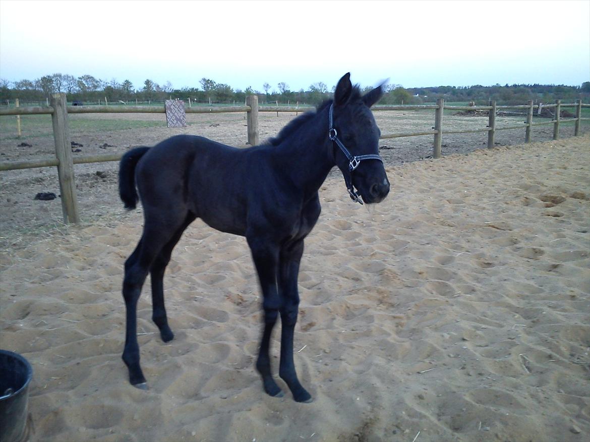 Dansk Varmblod Queen of cool lady BS billede 11