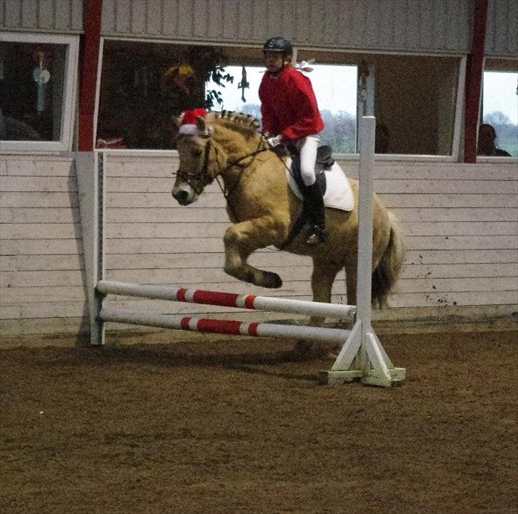 Fjordhest Balder - til juleopvisning:) billede 10