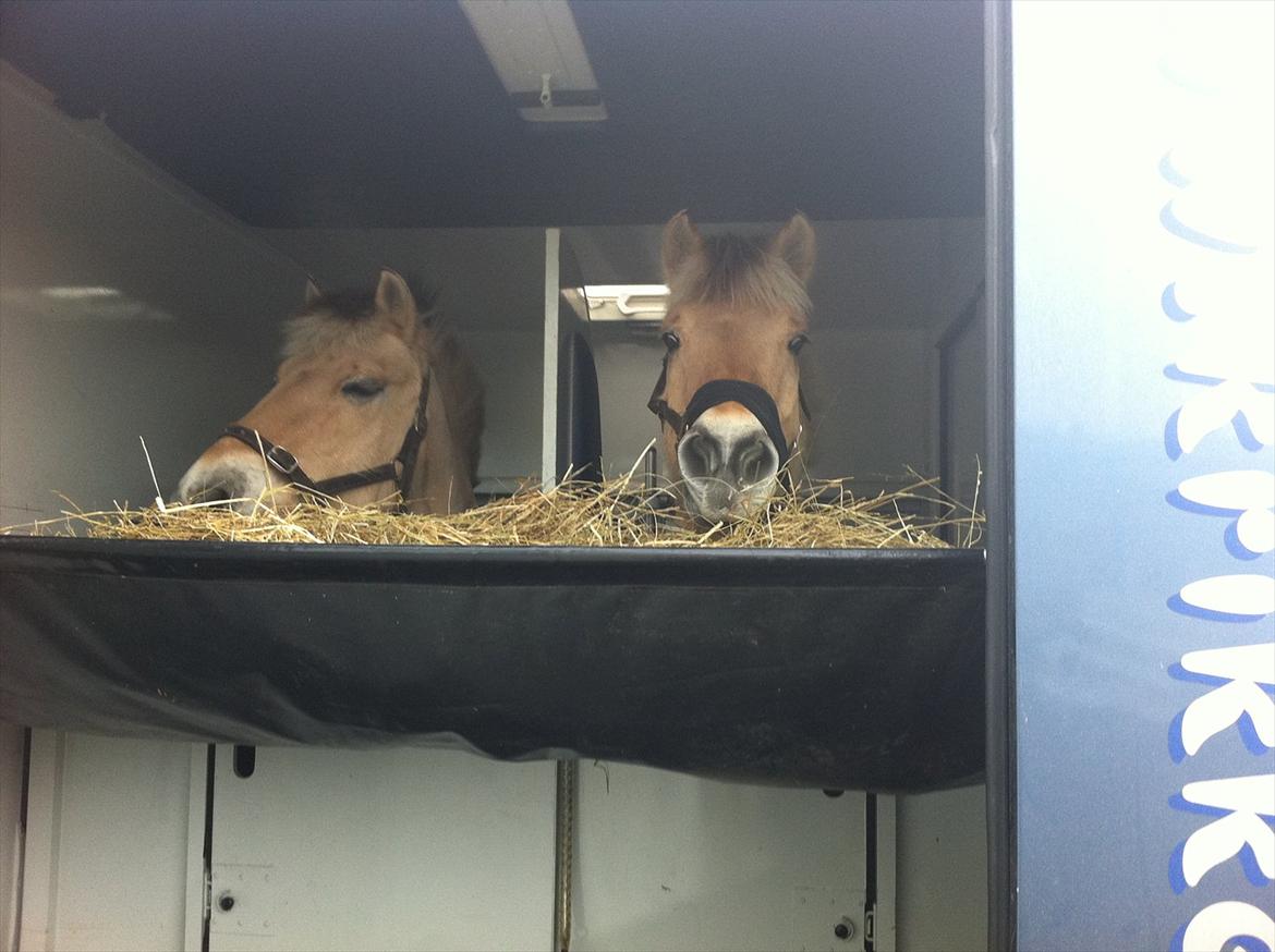 Fjordhest Balder billede 11