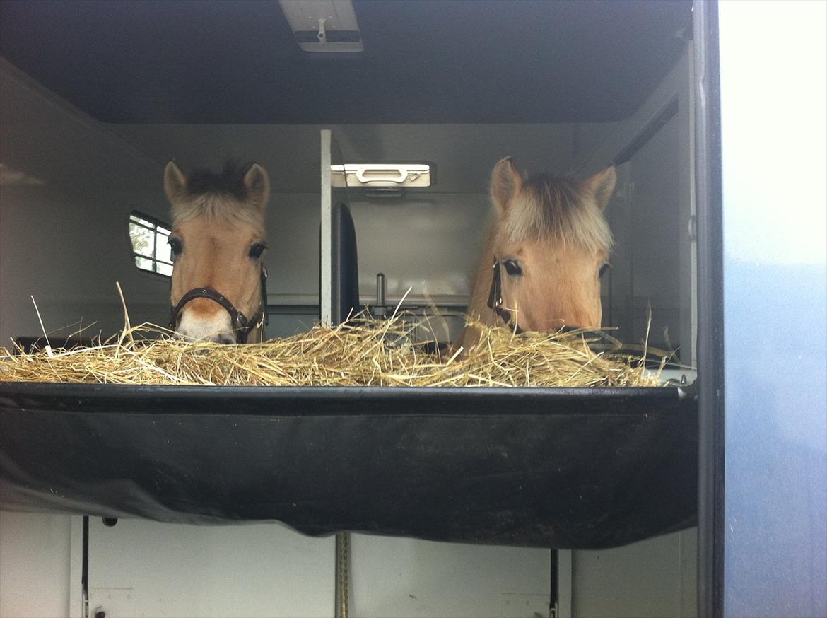 Fjordhest Balder - Farveeel nu skal jeg afsted:D måske vi ses en anden gang:) billede 12