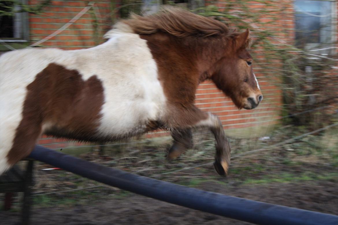 Anden særlig race Prins Bob aka Bobber - hoppedihopdyret bobber xD billede 4
