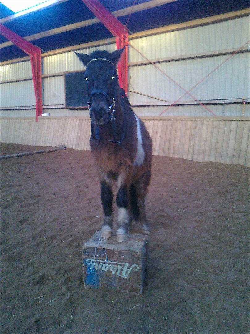 Anden særlig race Hannibal  (BFF<3) - Hannibal oppe på en Kasse :D

Han er så dygtig!!  Elsker dig Hanni <3 billede 19