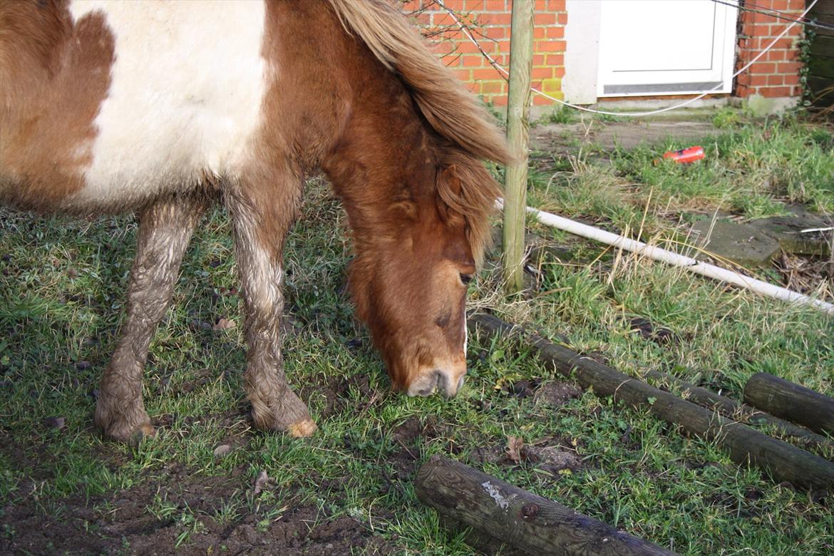 Anden særlig race Prins Bob aka Bobber - spisepause ^^ billede 12