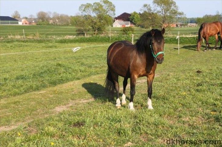 DSP Tværhøjgårds Athene ( mit et og alt )<3 - det er athene der hvor vi købte hende:-) billede 18