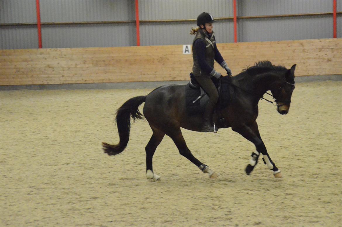 Dansk Varmblod Goodwill Future billede 4