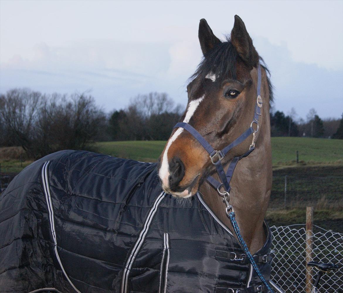 Dansk Varmblod Gipsy Birkely *SOLGT* billede 1