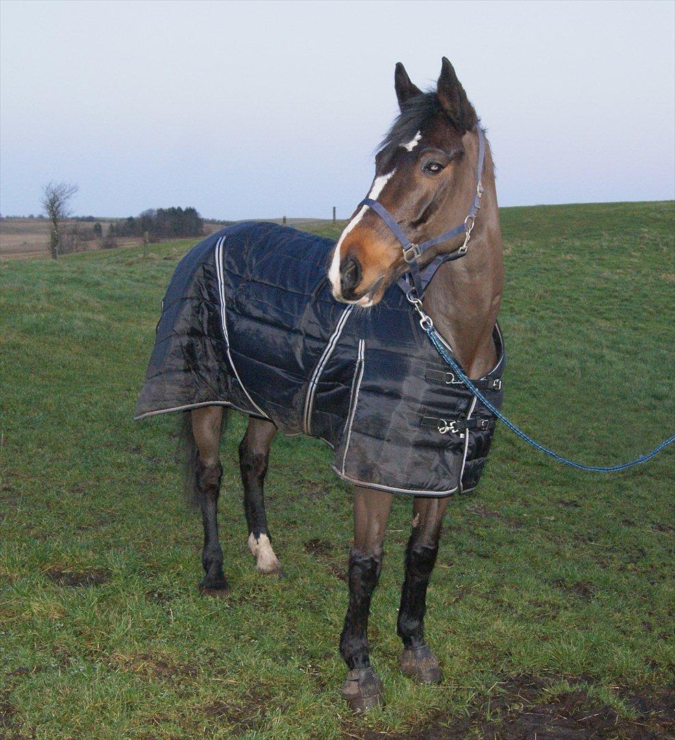 Dansk Varmblod Gipsy Birkely *SOLGT* billede 7