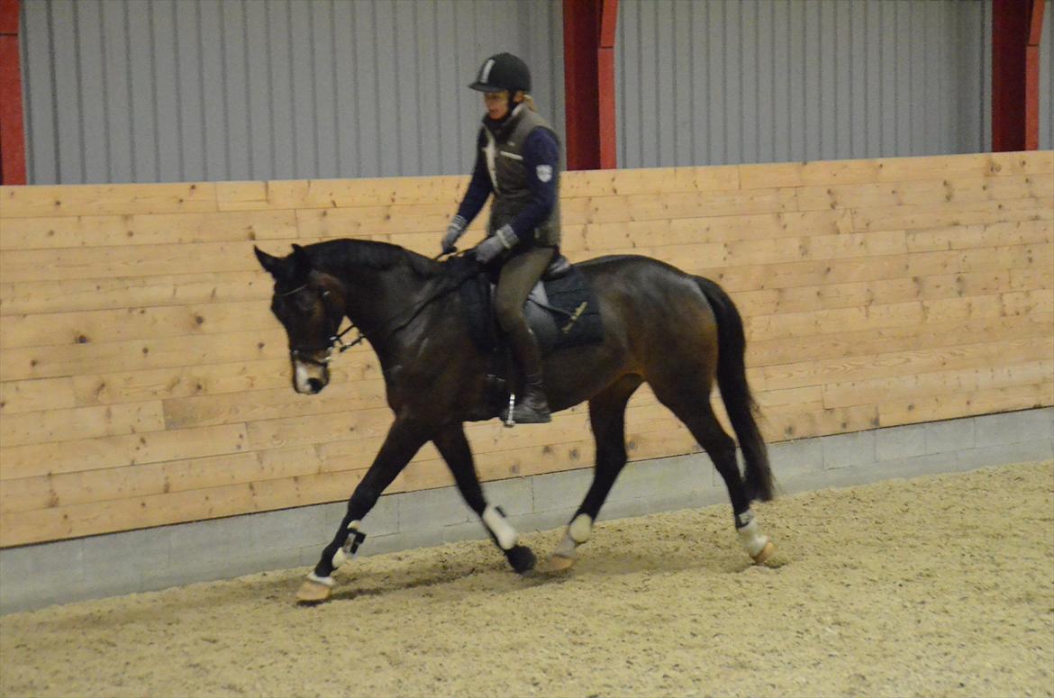 Dansk Varmblod Goodwill Future billede 6