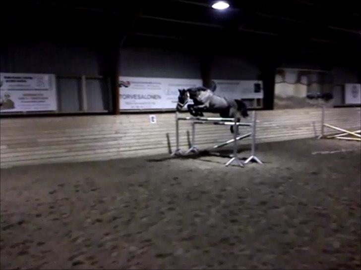 Dansk Varmblod Gipsy Birkely *SOLGT* - Let og elegant over 1.50 m. billede 8