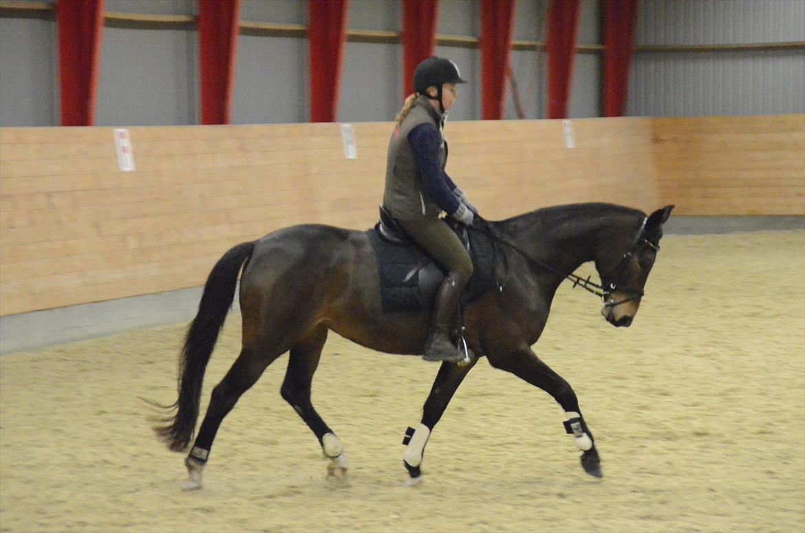 Dansk Varmblod Goodwill Future billede 10