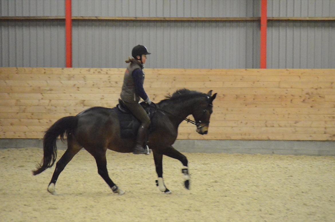 Dansk Varmblod Goodwill Future billede 11