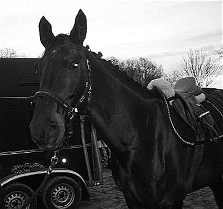 Anden særlig race Pepita billede 19