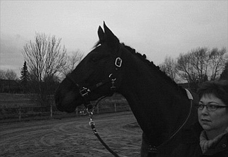 Anden særlig race Pepita billede 20