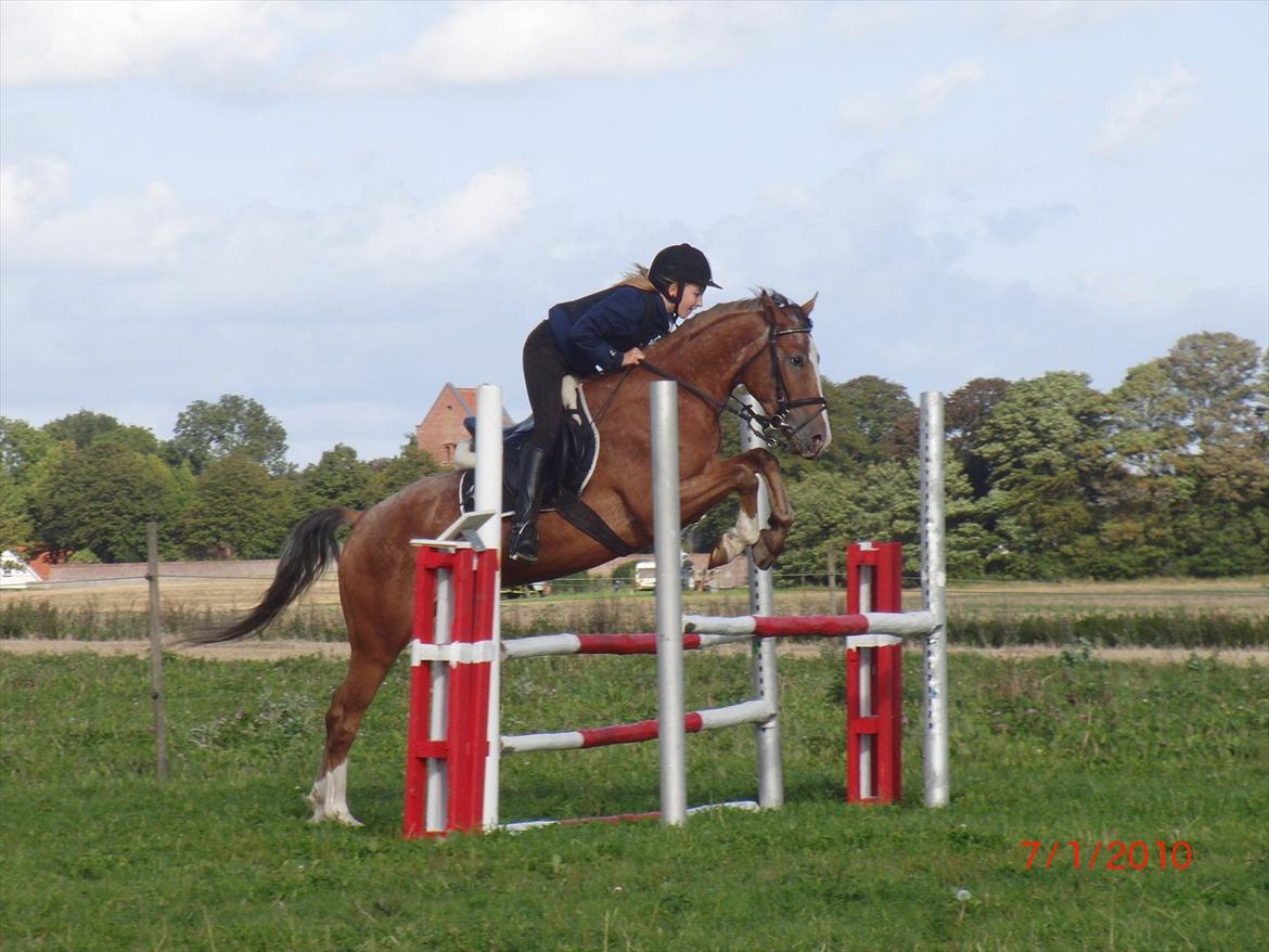 Appaloosa Rambo - Min stjerne dreng!<3 billede 1