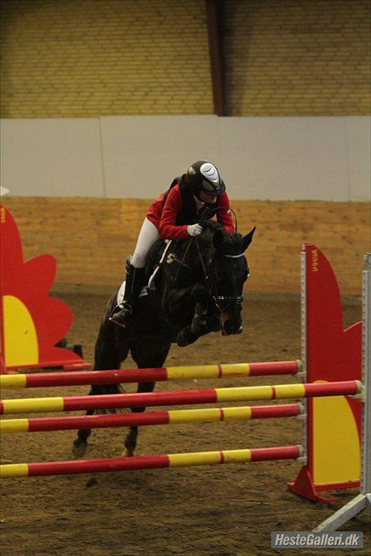 Hollandsk Sportspony SHAKIRA - Julie Gindler & Shakira.
Ikast Rideklub 2010.
LA** 100 cm. billede 1
