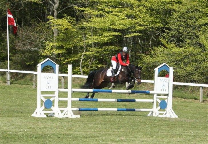 Hollandsk Sportspony SHAKIRA - Morsø 2010.
LA** 100 cm. billede 3