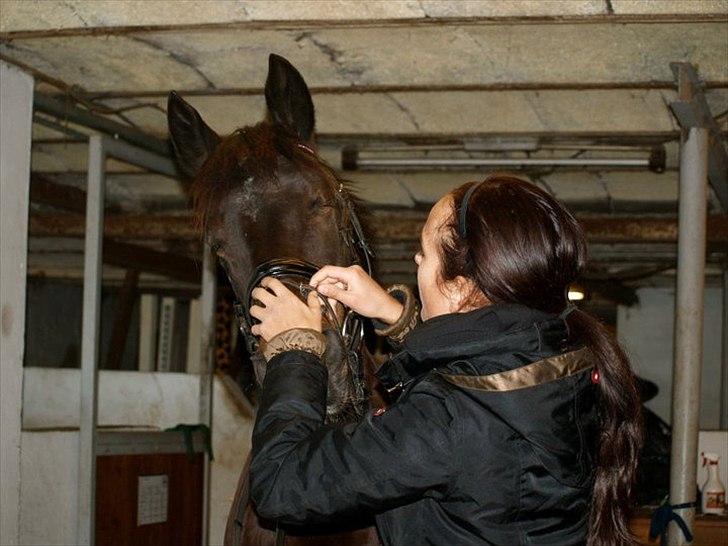 Hollandsk Sportspony SHAKIRA - <3<3 billede 6