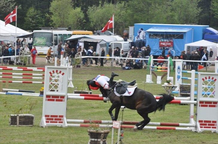 Hollandsk Sportspony SHAKIRA - Morsø 2010.
Jeg landede faktisk på benene? :-P billede 8