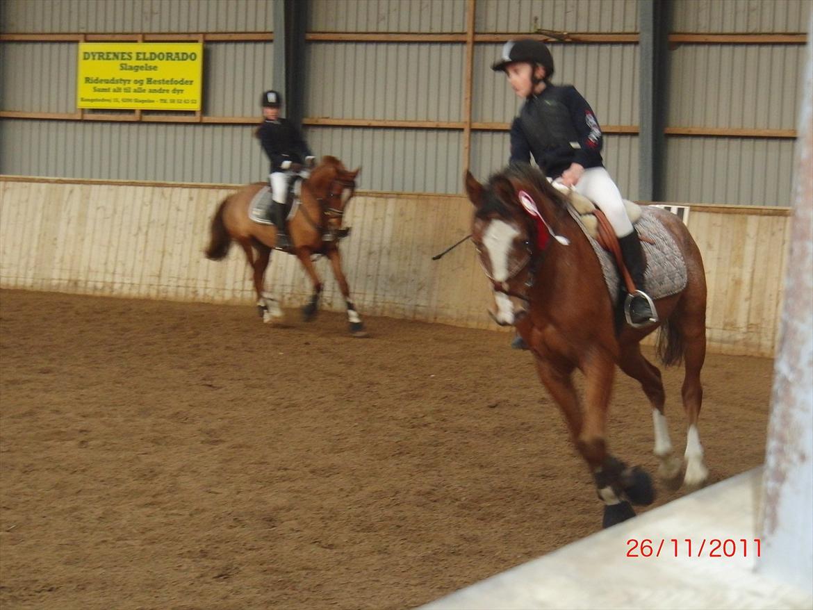 Appaloosa Rambo - Han gør det sg* godt! Selvom det er små stævner. ;D billede 16