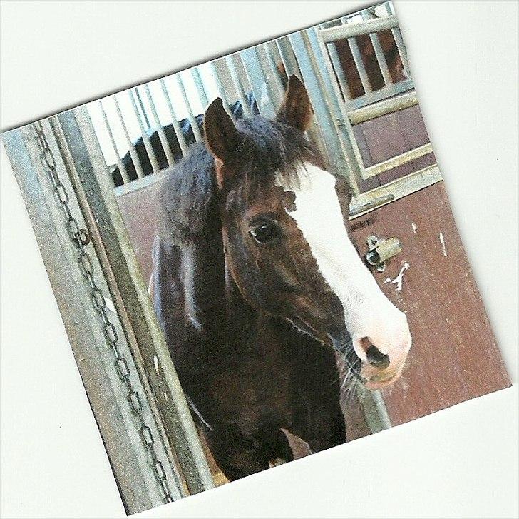 Welsh Pony (sec B) Sylvan's Rivaldo SOLGT:'( - Billede 12.
Den smukke! billede 12