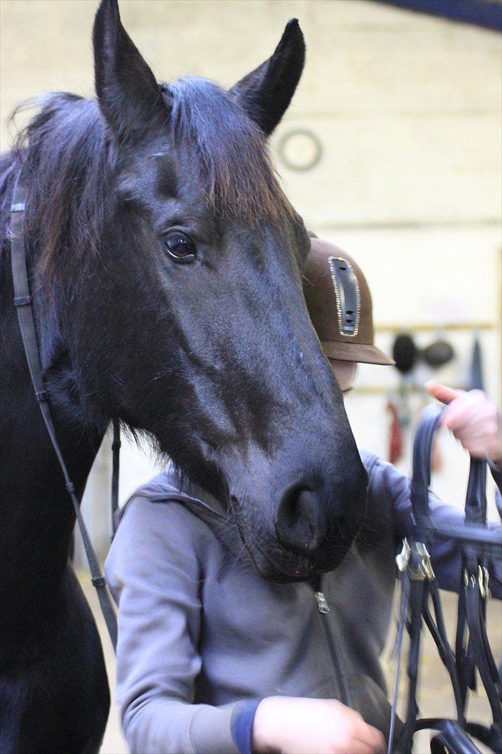 Frieser Jeltsje fra Sonderladegaard(Passer) billede 4