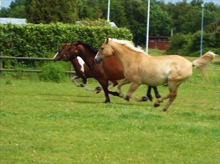 Anden særlig race Miss Jade - Hehe krudtbold :P de tre dejlige ponyer :D <33 billede 11