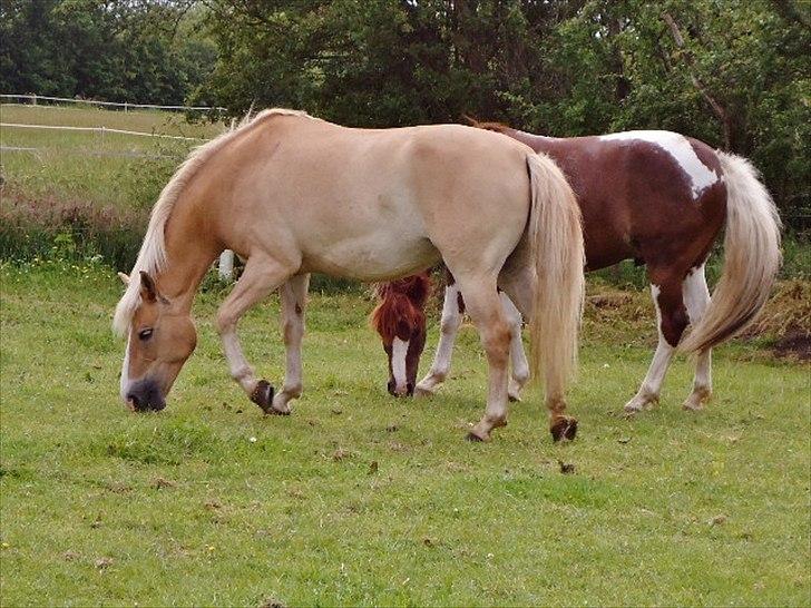 Anden særlig race Miss Jade billede 17
