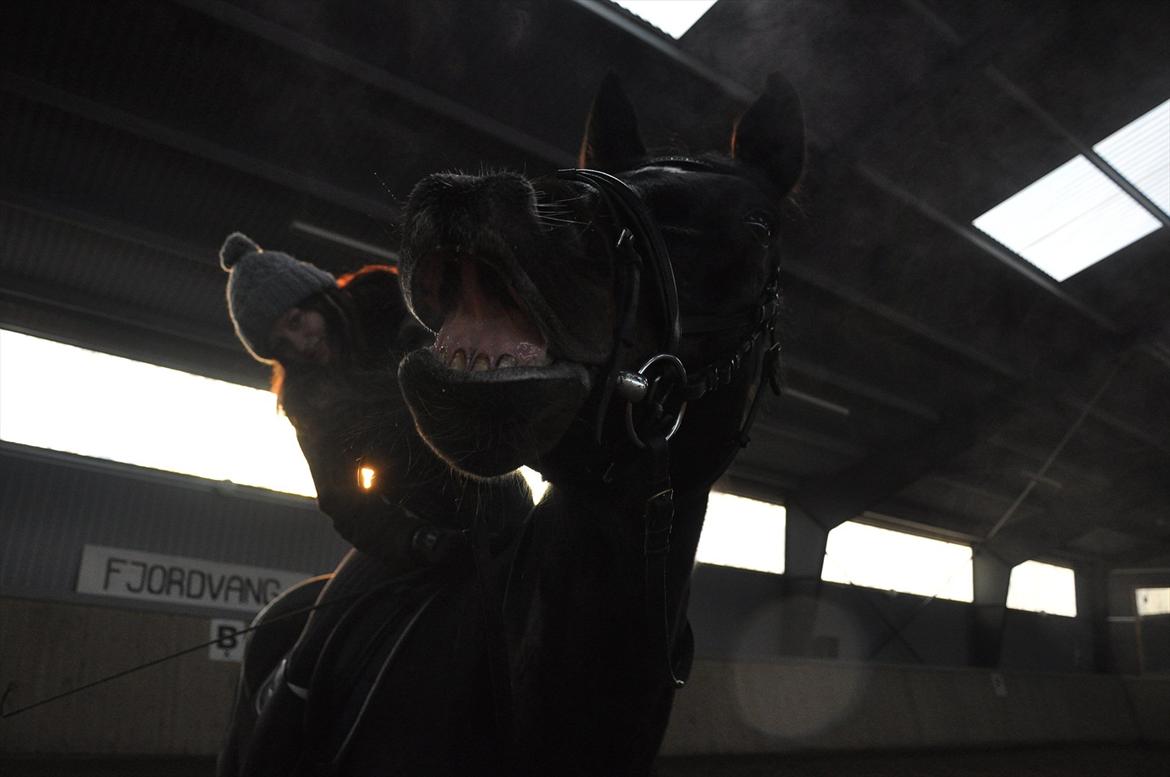 Zangersheide Conette Z *Nettie* - SMIL <3 billede 4