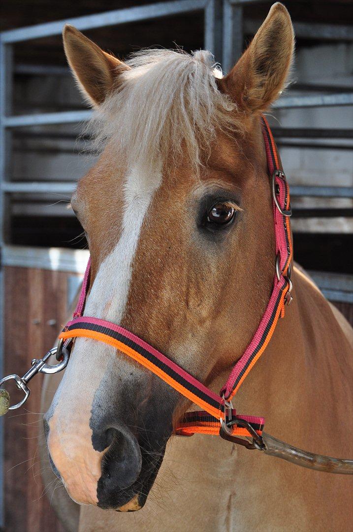 Anden særlig race Miss Jade billede 15