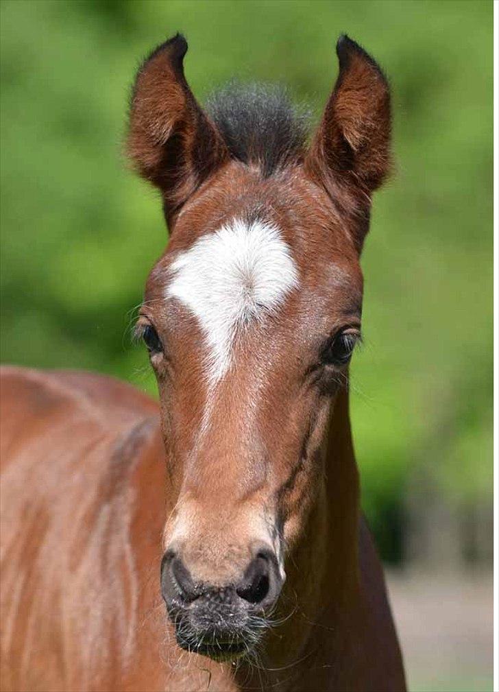 Mangalarga Marchador Girada vom Cassenshof - Min baby <3  billede 1