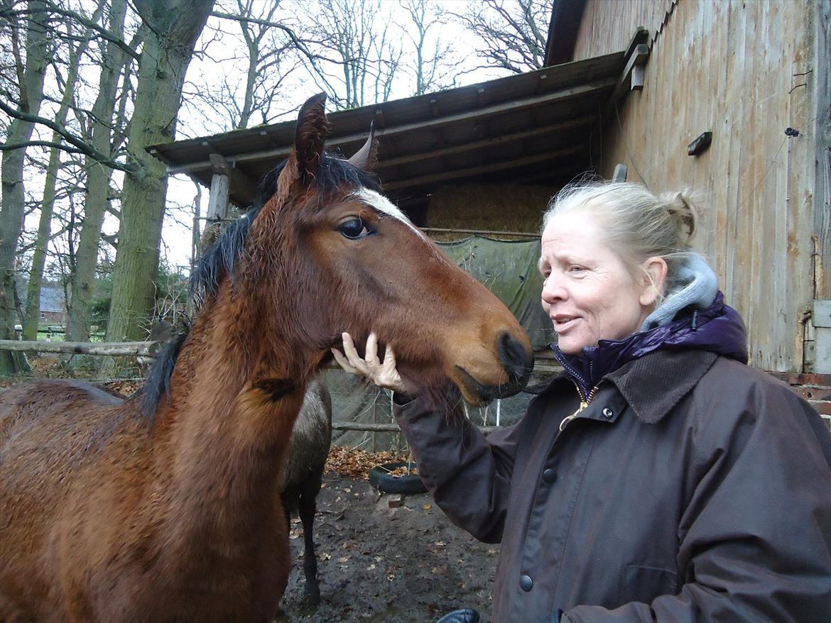 Mangalarga Marchador Girada vom Cassenshof - Mor og hende i Tyskland. Foto: mig. billede 3