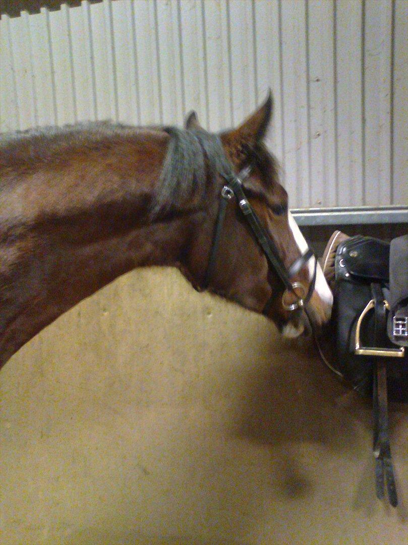 Hollandsk Varmblod Bonita billede 5