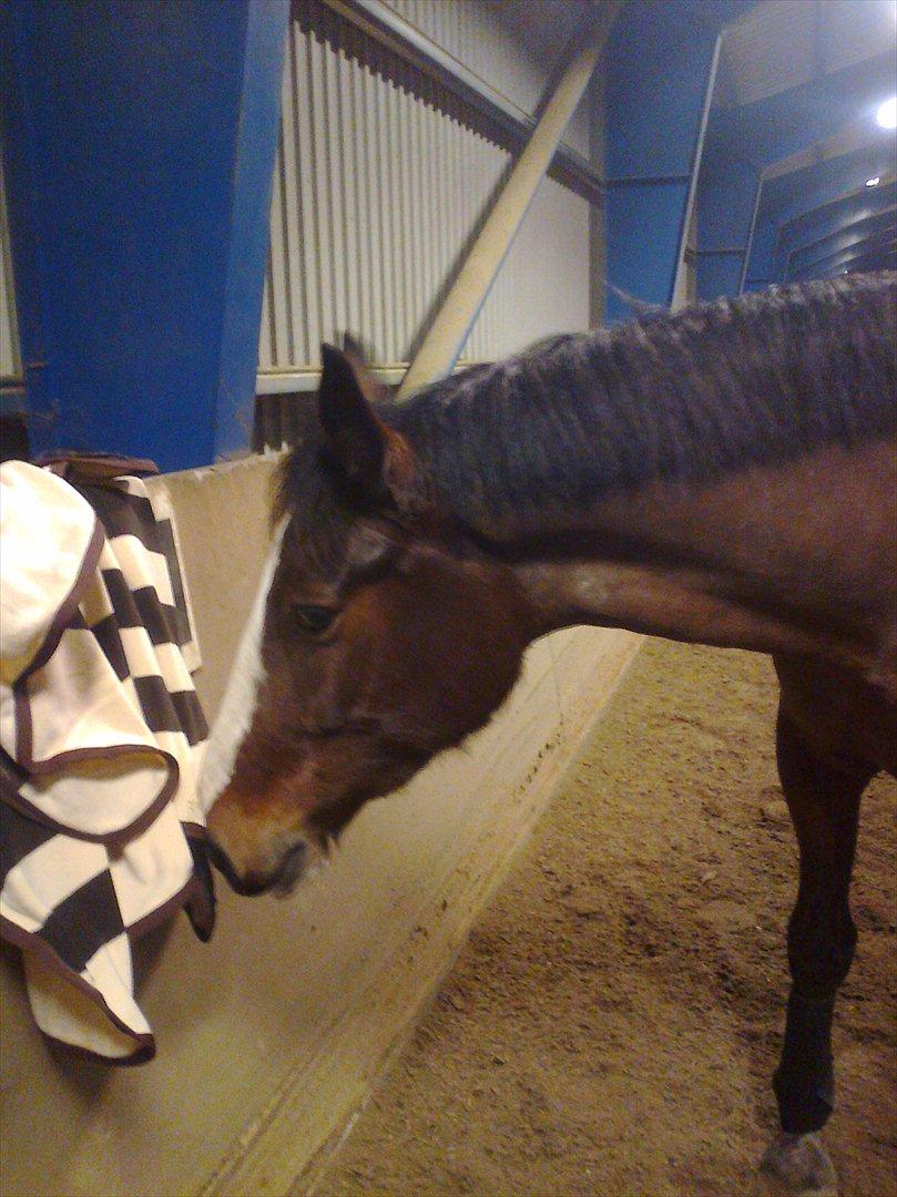 Hollandsk Varmblod Bonita billede 6