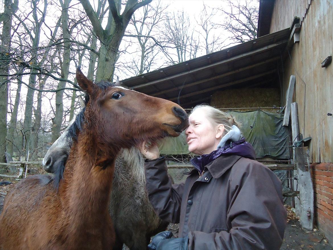 Mangalarga Marchador Girada vom Cassenshof - Mor og hende i Tyskland. Foto: mig. billede 12