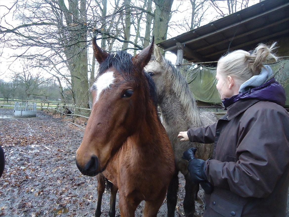 Mangalarga Marchador Girada vom Cassenshof - Mor og hende i Tyskland. Foto: mig.
 billede 5