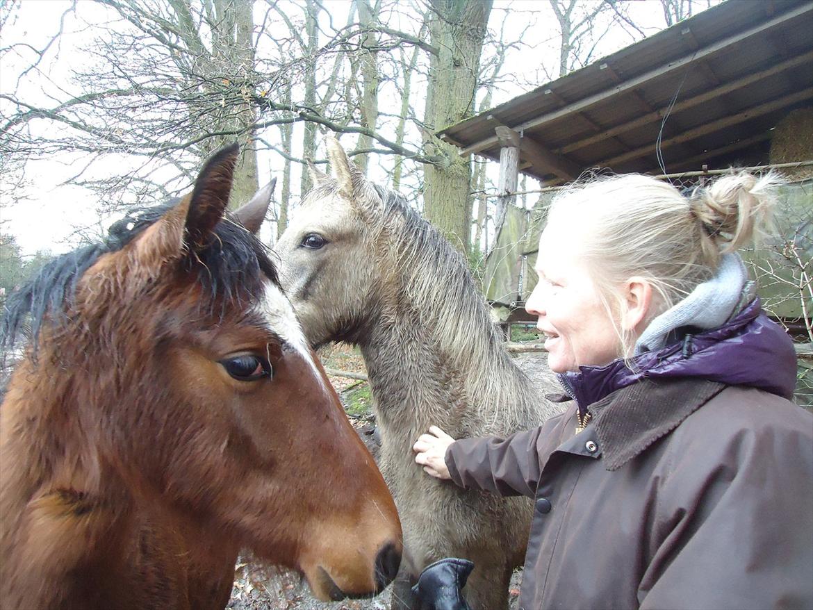 Mangalarga Marchador Girada vom Cassenshof - Mor og hende i Tyskland. Foto: mig. billede 9