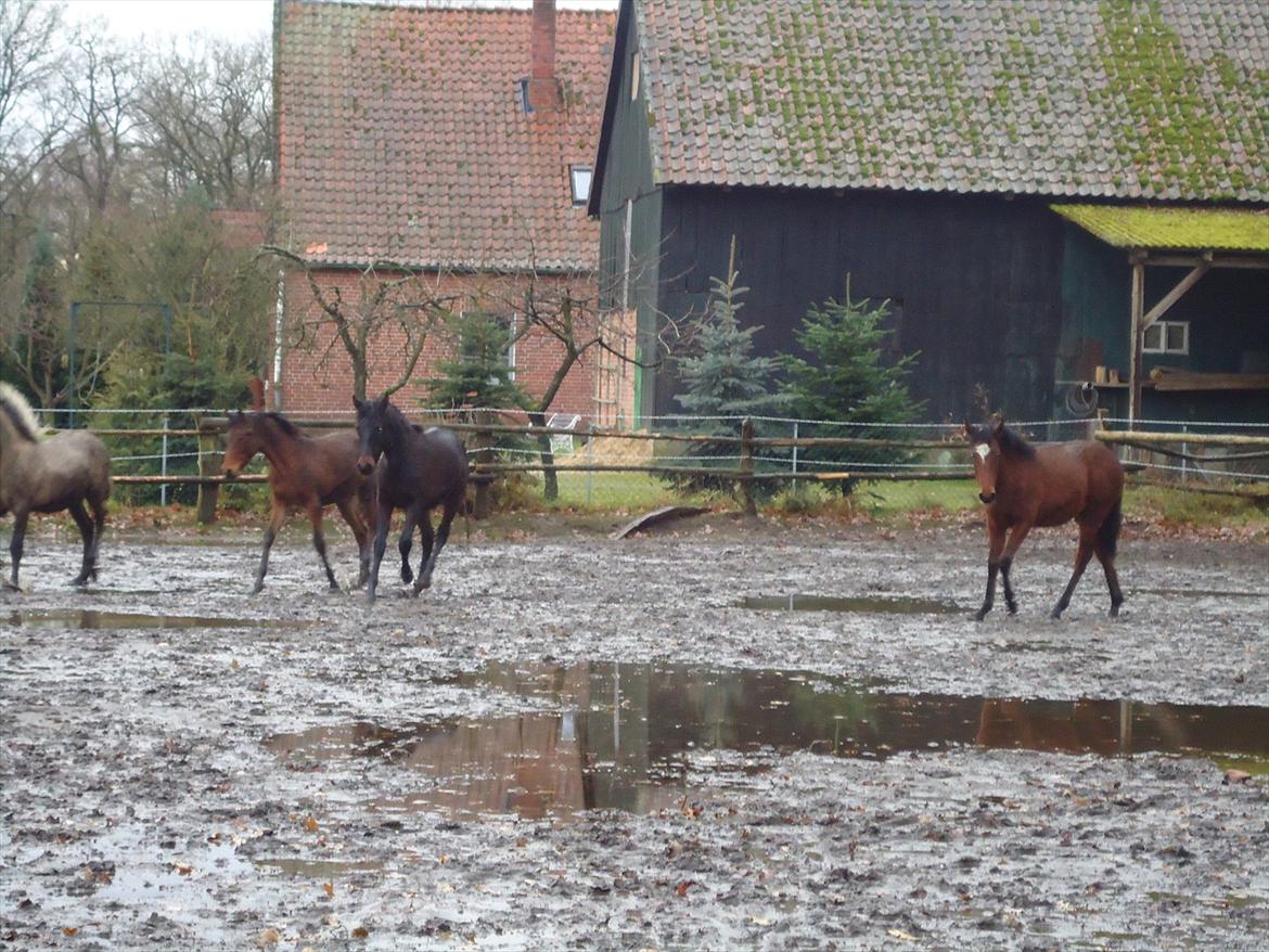 Mangalarga Marchador Girada vom Cassenshof - I Tyskland. Foto: mig. billede 11